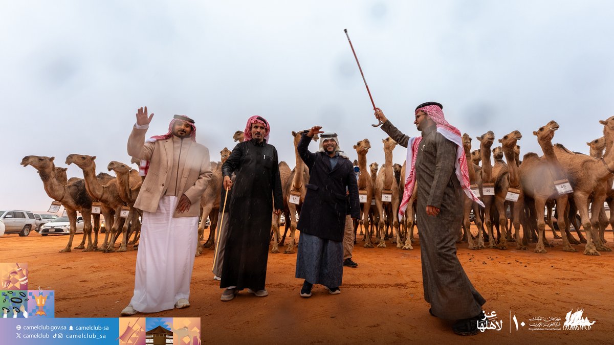 CamelClub's tweet image. 📸| اليوم الثامن عشر 
دخول - شوط الرؤية (نهائي) "شقح" 
سيف الملك "حمر"

#مهرجان_الملك_عبدالعزيز_للإبل10
#نادي_الإبل