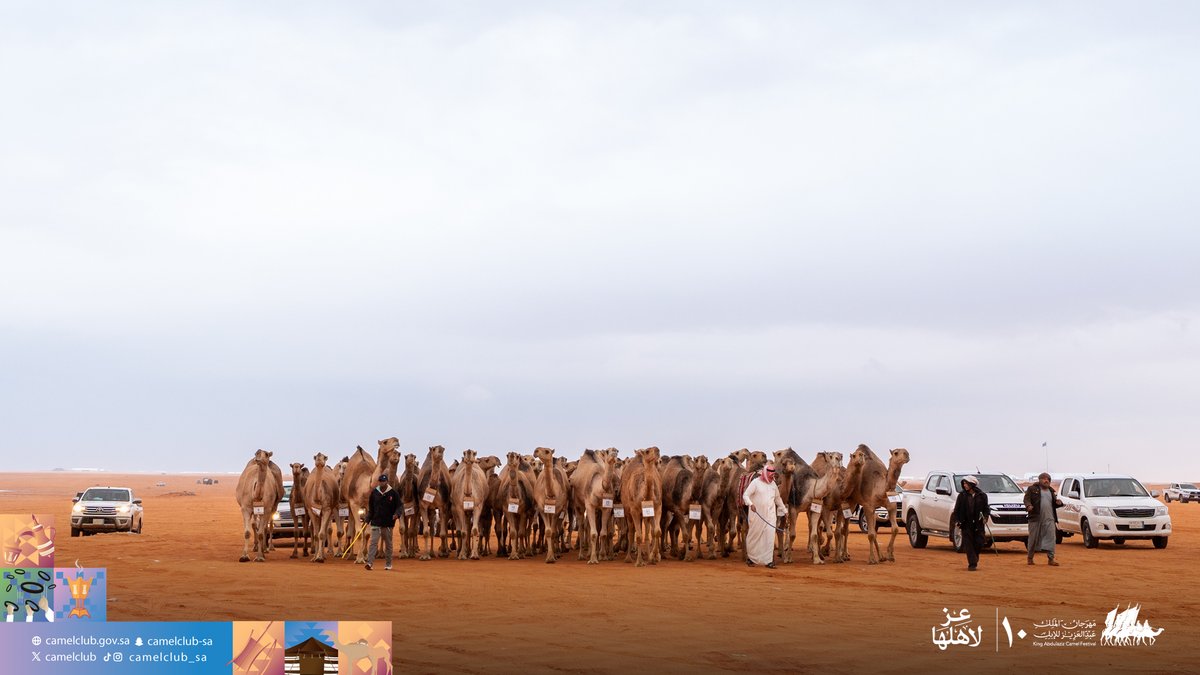 CamelClub's tweet image. 📸| اليوم الثامن عشر 
دخول - شوط الرؤية (نهائي) "شقح" 
سيف الملك "حمر"

#مهرجان_الملك_عبدالعزيز_للإبل10
#نادي_الإبل