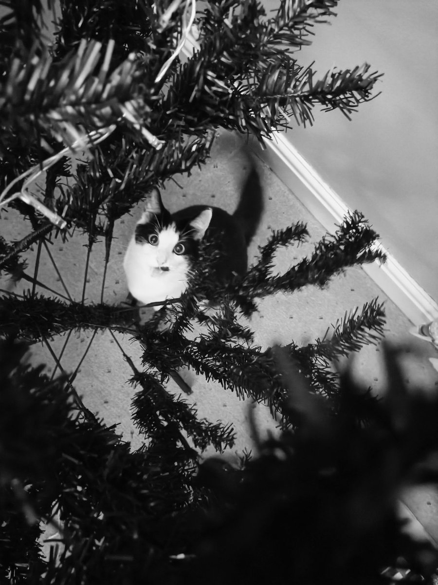 I know it's not #catsnoirFriday but I couldn't wait to post this of my little guy helping me make up the tree - I snapped him just before he pounced 😂

(It's also our first Christmas 🎄)

#Christmas2025
#Tuxedocats
