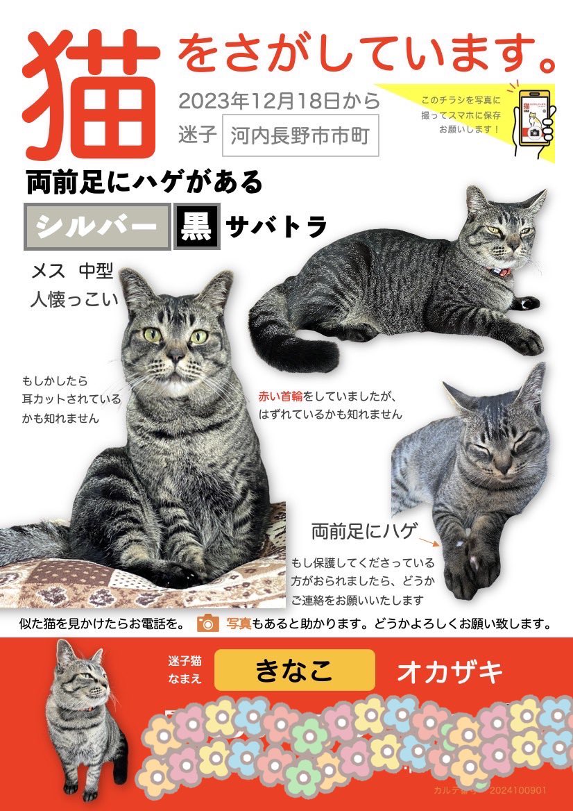 NalunaluAloha's tweet photo. 今日できなこが脱走して2年…今は優しい方に大切に飼われていたらいいなぁと願う日々。。。この想いが届きますように。。。
#大阪府
#河内長野市
#南河内
#迷子猫
#迷い猫
#きなこ
#ペットレスキュー https://t.co/XJpbljjibb