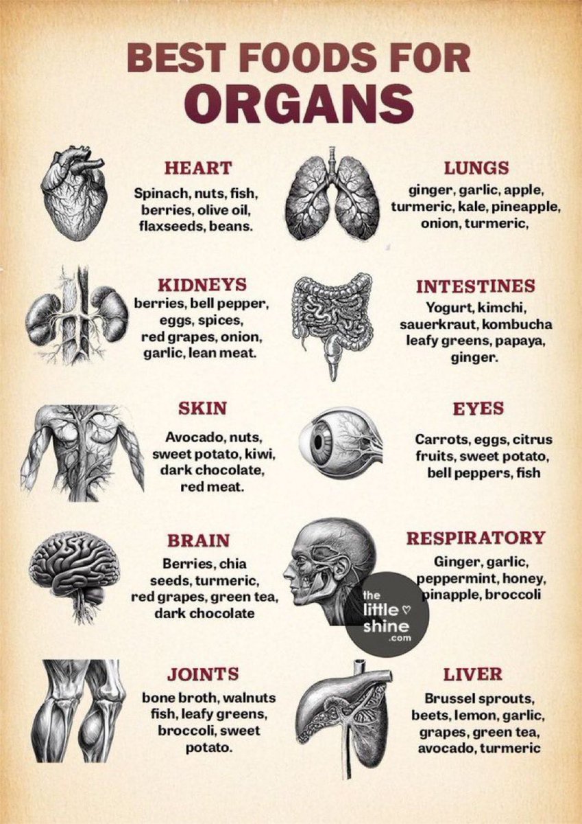 SilentStrengtth's tweet image. BEST FOODS FOR ORGANS

HEART
Spinach, nuts, fish, berries, olive oil, flaxseeds, beans.

LUNGS
ginger, garlic, apple, turmeric, kale, pineapple, onion, turmeric,

KIDNEYS
berries, bell pepper, eggs, spices, red grapes, onion, garlic, lean meat.

INTESTINES
Yogurt, kimchi,…