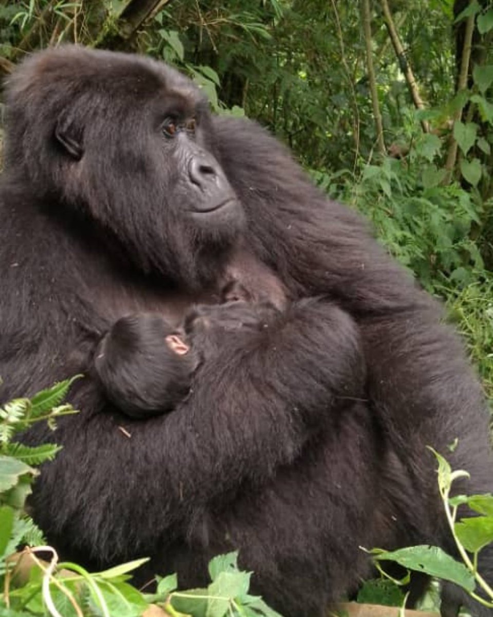 Nous sommes heureux de partager une nouvelle en provenance du Parc National des Virunga : deux naissances de gorilles de montagne ont été observées en l’espace d’une semaine. Ces naissances rappellent que les efforts de conservation portent leurs fruits.
⁠
Dans la famille