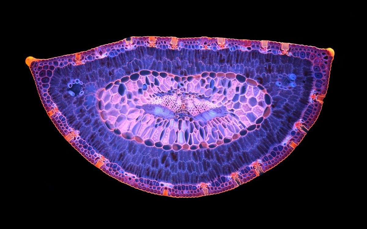 BigBangSciCom's tweet image. Une section d'aiguille de pin maritime, vue au #microscope

Crédits : Anatoly Mikhaltsov

#SVT #Biologie #biology #botanique #botany #arbre #trees #beautifulscience