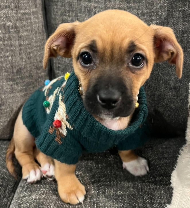 _DOGPOOL_'s tweet image. 🎶'Tis the season to save lives.  Fa, la, la, la, la...🎶