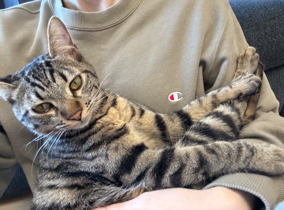 tanakao0's tweet image. めっちゃ鳴くから何かと思ったら抱っこして欲しいだけ