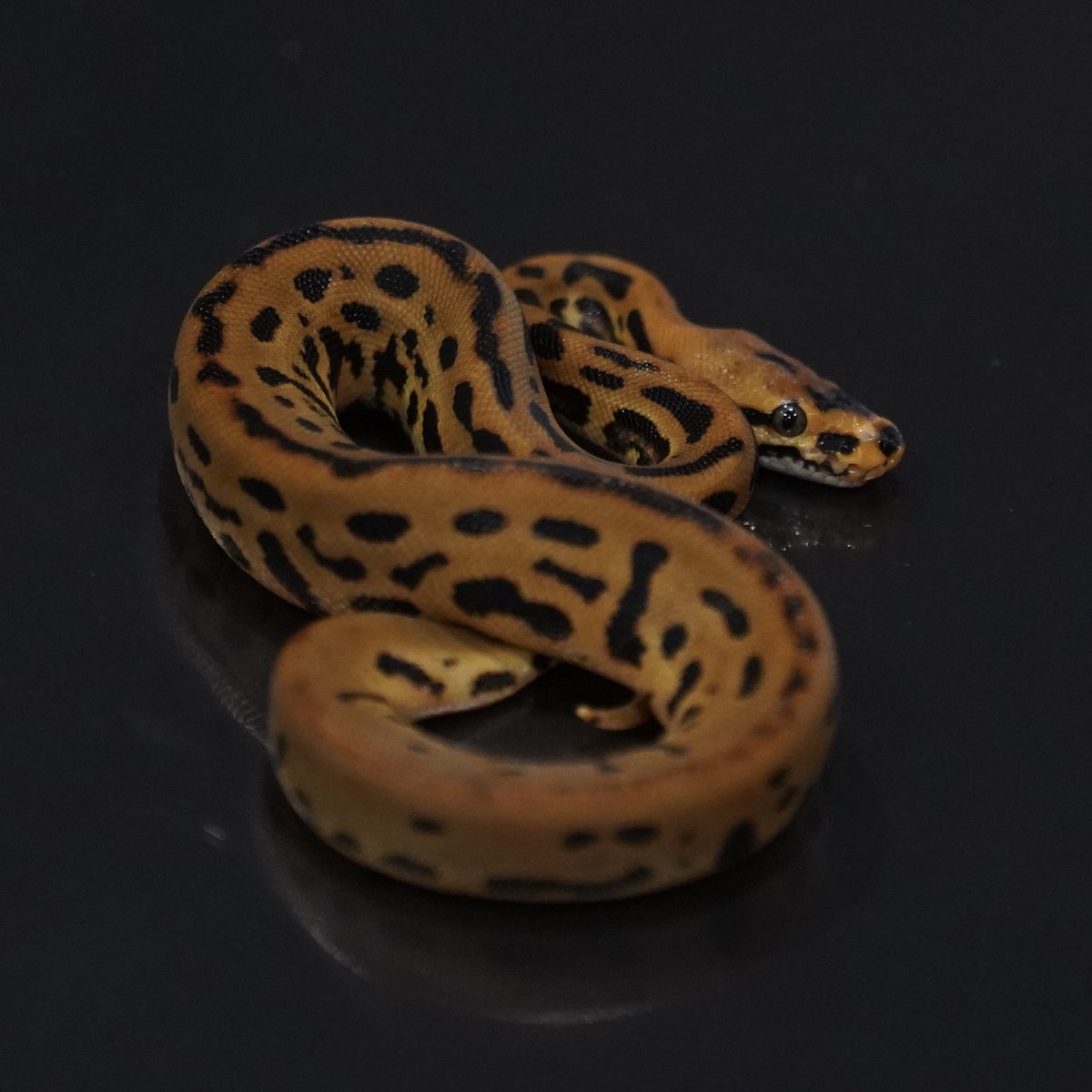 ぴょん⭐︎ Side-B in 06 販売予定個体 ［Ball Pythons as living art］ 1.0