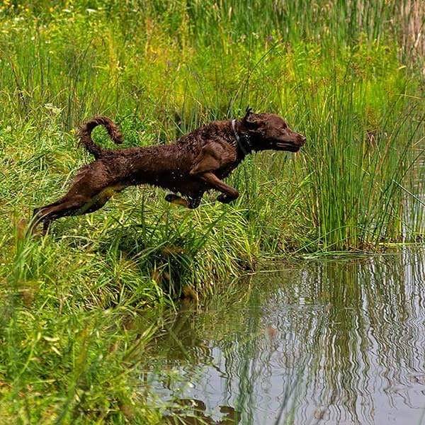 boturitter's tweet image. Who needs wings when you have four paws and water in sight? 🐾💨 This leap of joy is pure energy! 🤩💦🐶 The best way to enjoy the day! #HappyDog #BestLife