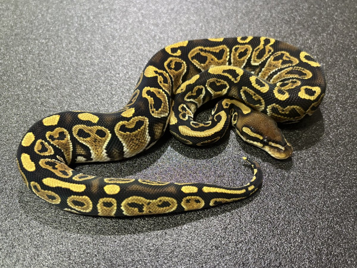 h904K1ivGXHzBJH's tweet image. 脱皮完了✨

#ballpython
#ボールパイソン