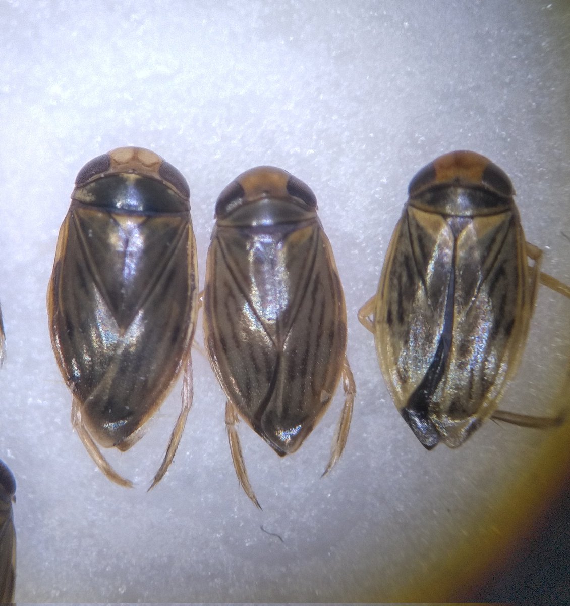 wata (@jXBoEkfoa2z1wZu) / Posts / X