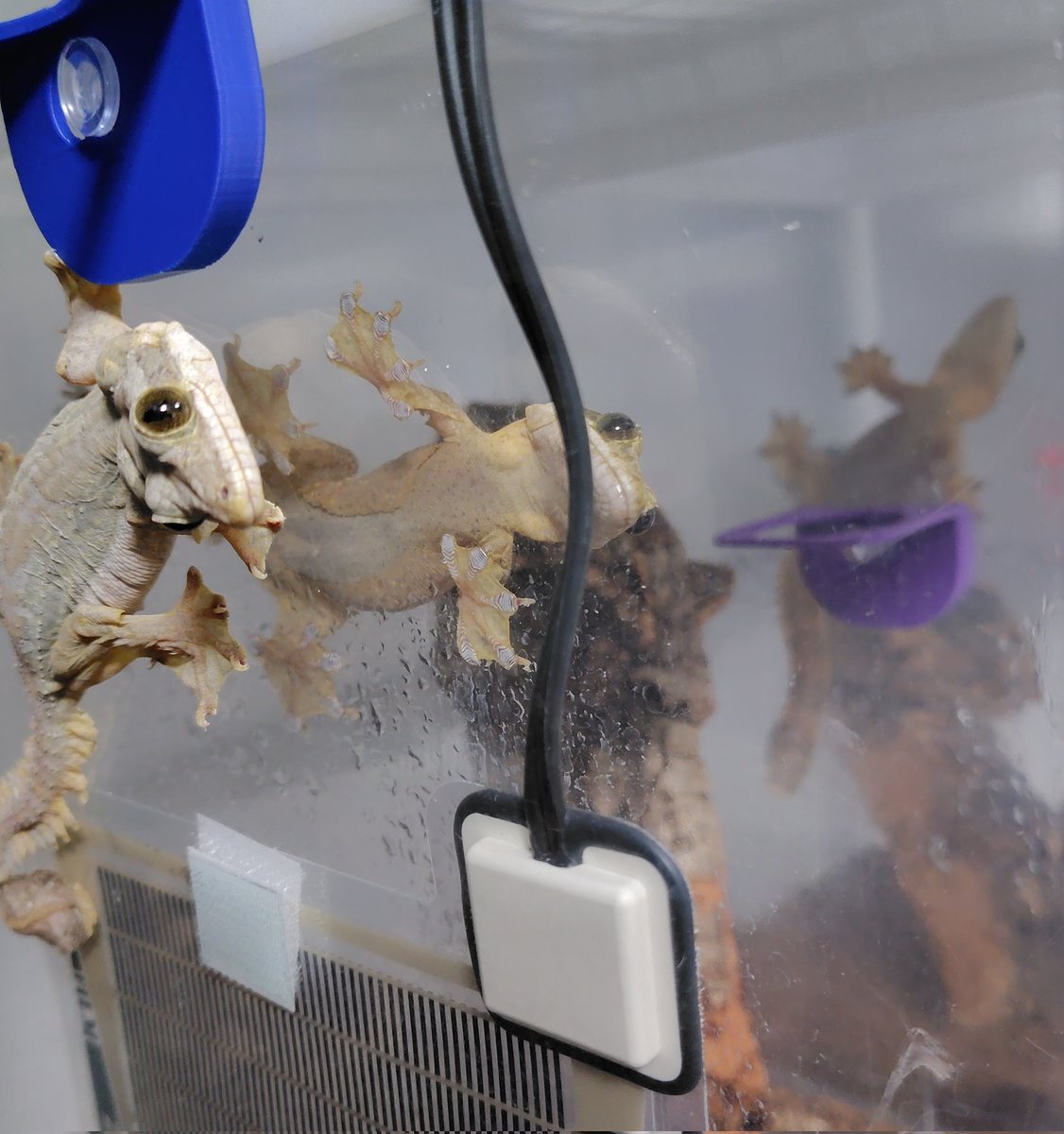 母娘3ショット
めしをくれと言っている