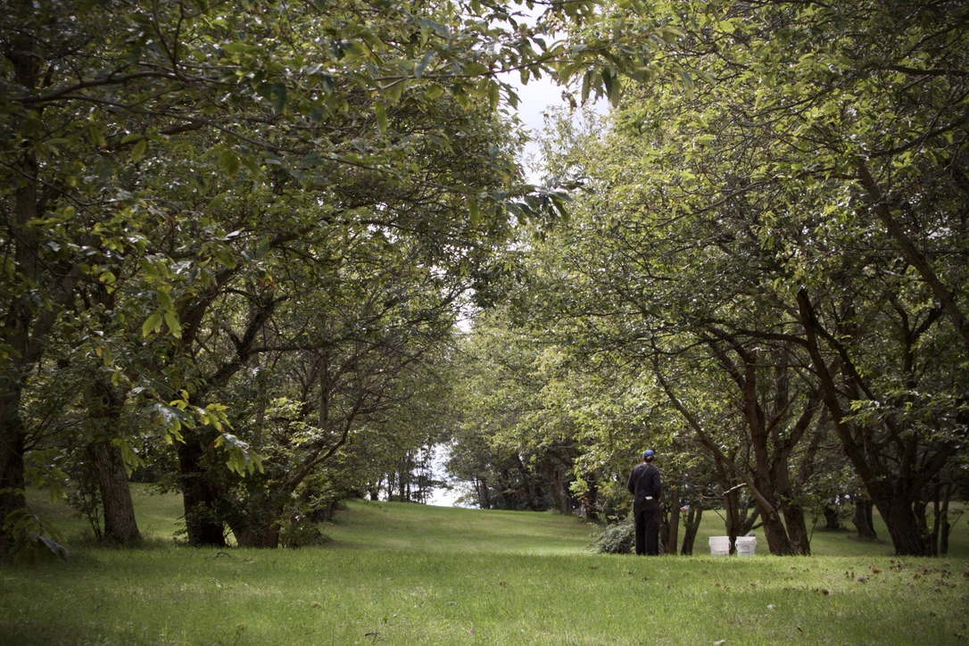 Propagate tweet media