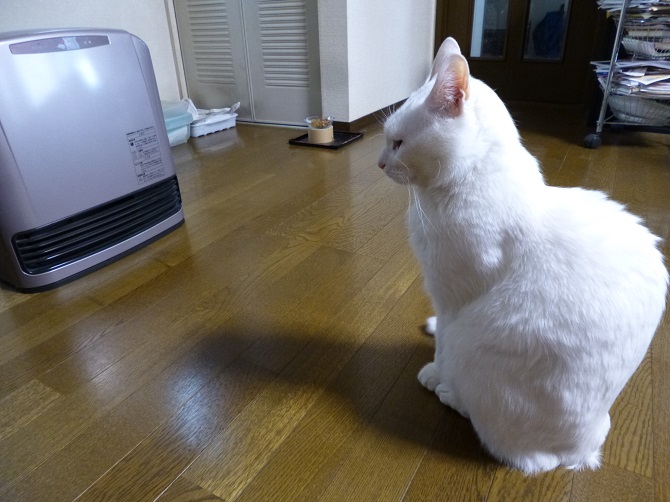 てんてんままにゃ (@tentennyamama) / Posts / X