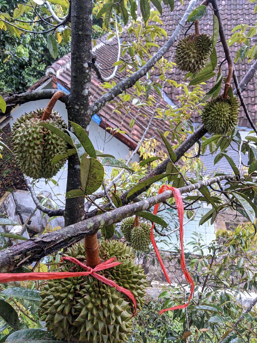 ayxvx's tweet photo. Semoga tumbuh duren di sela-sela retakmu 😋 https://t.co/HjP0y1JLLK