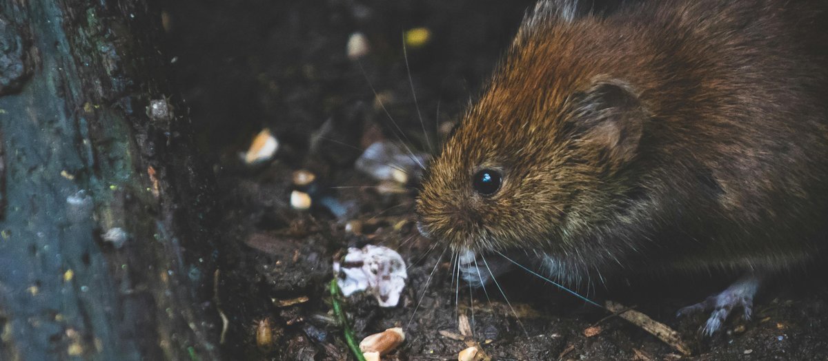 EGAgriUK's tweet photo. Pest off! 🐀...

We're right in the thick of Winter!❄️🥶
Which means that pests are in full force looking to keep warm and toasty...
Keep you farm and animals safe with our wide range of pest control solutions.

https://t.co/WScnwLPfIn https://t.co/7VxAsEVT3c