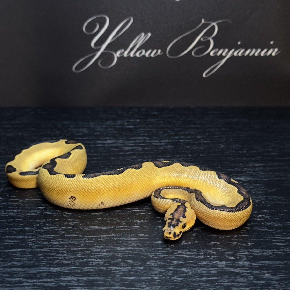Dnasty0014Y3l's tweet image. #YBCB
#YellowBenjamin
#BallPython
#ボールパイソン
#YB
1.0 Enchi Clown