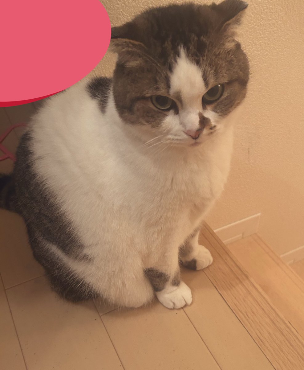 にゃと (@cat2_222) / Posts / X