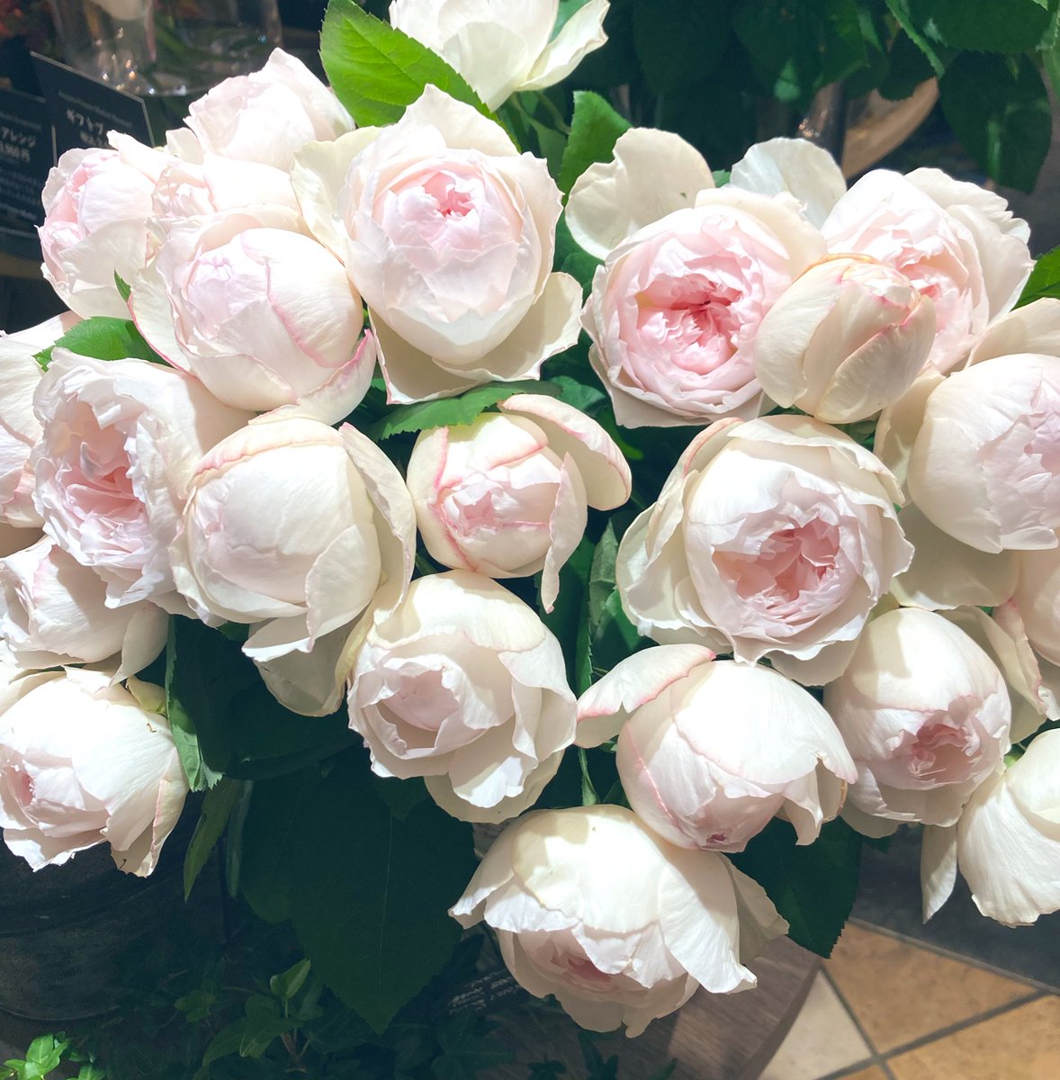 from__garden's tweet photo. https://t.co/ml26w0CS2O