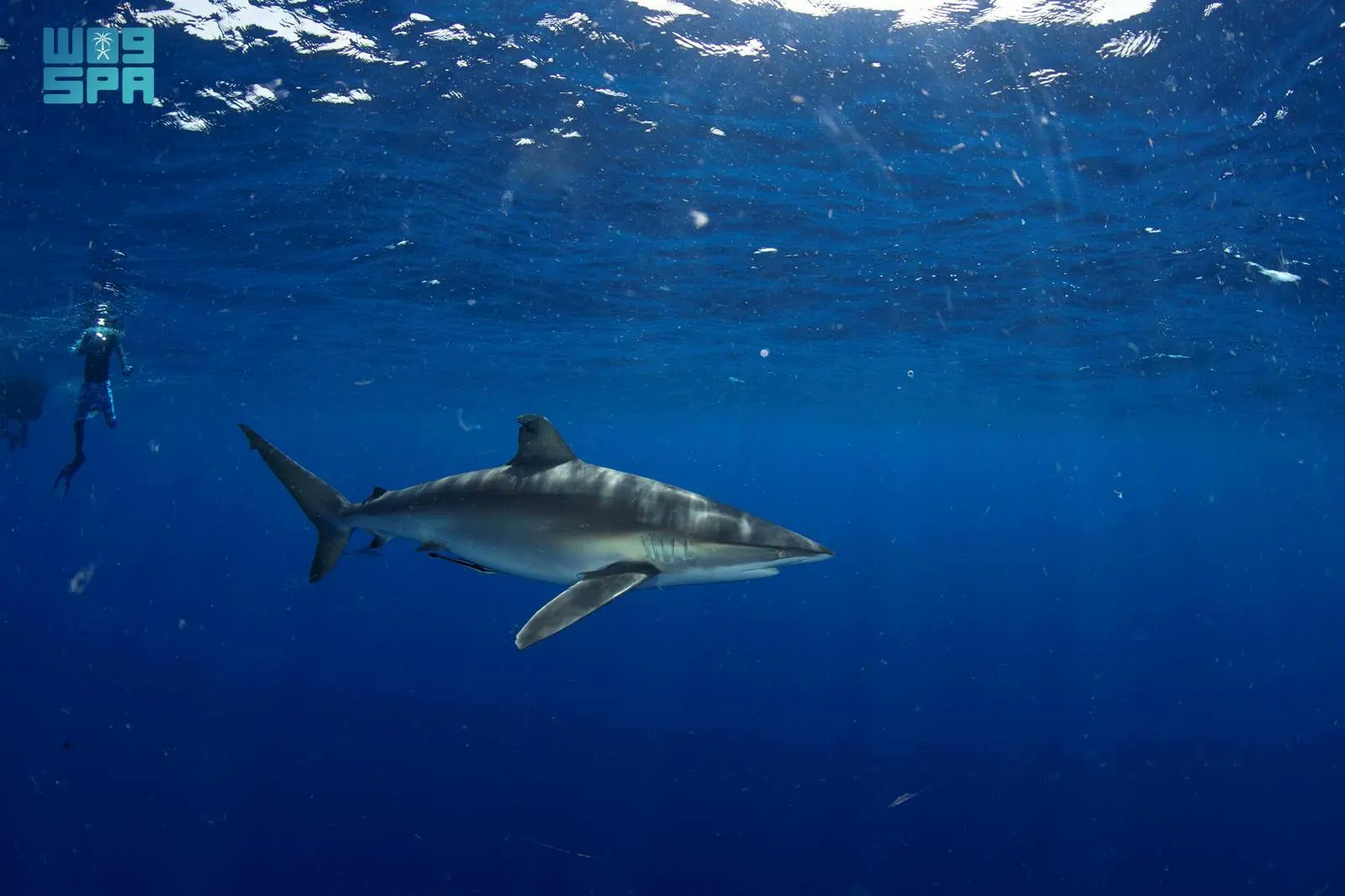 مركز الحياة الفطرية يُصدر أول ترخيص لتجربة "الغوص مع أسماك القرش" في #محمية_رأس_حاطبة. 