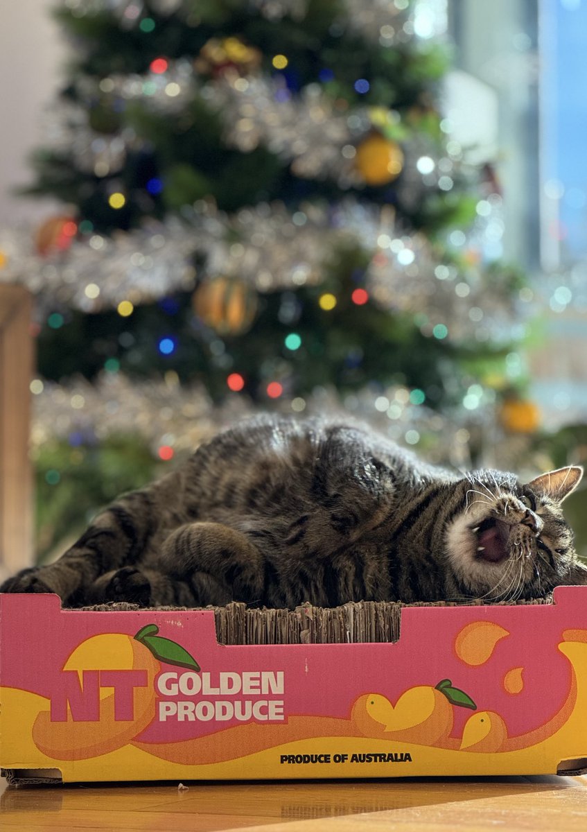 twitchcaaaaate's tweet photo. When you realise Xmas is a week away 🫣🎄 https://t.co/veFamoKfSx