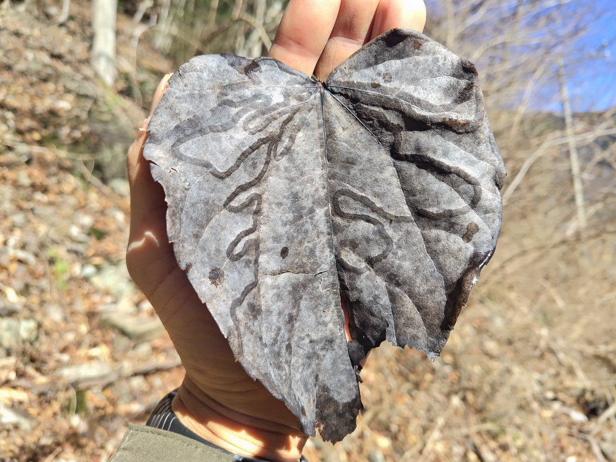 Blue Nile Gear | 代表香本 (@BlueNileGear) / Posts / X