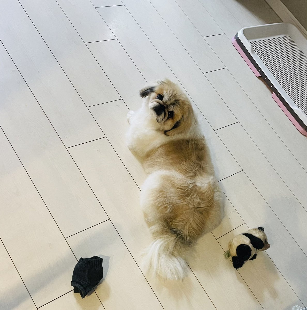 ⭕️だいふく ⭕️ だいふくtoニコ (@pekidaifuku0718) / Posts / X