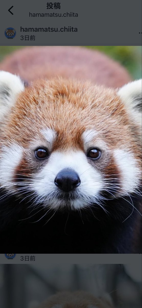 ぽんちゃん (@ponchan2318) / Posts / X