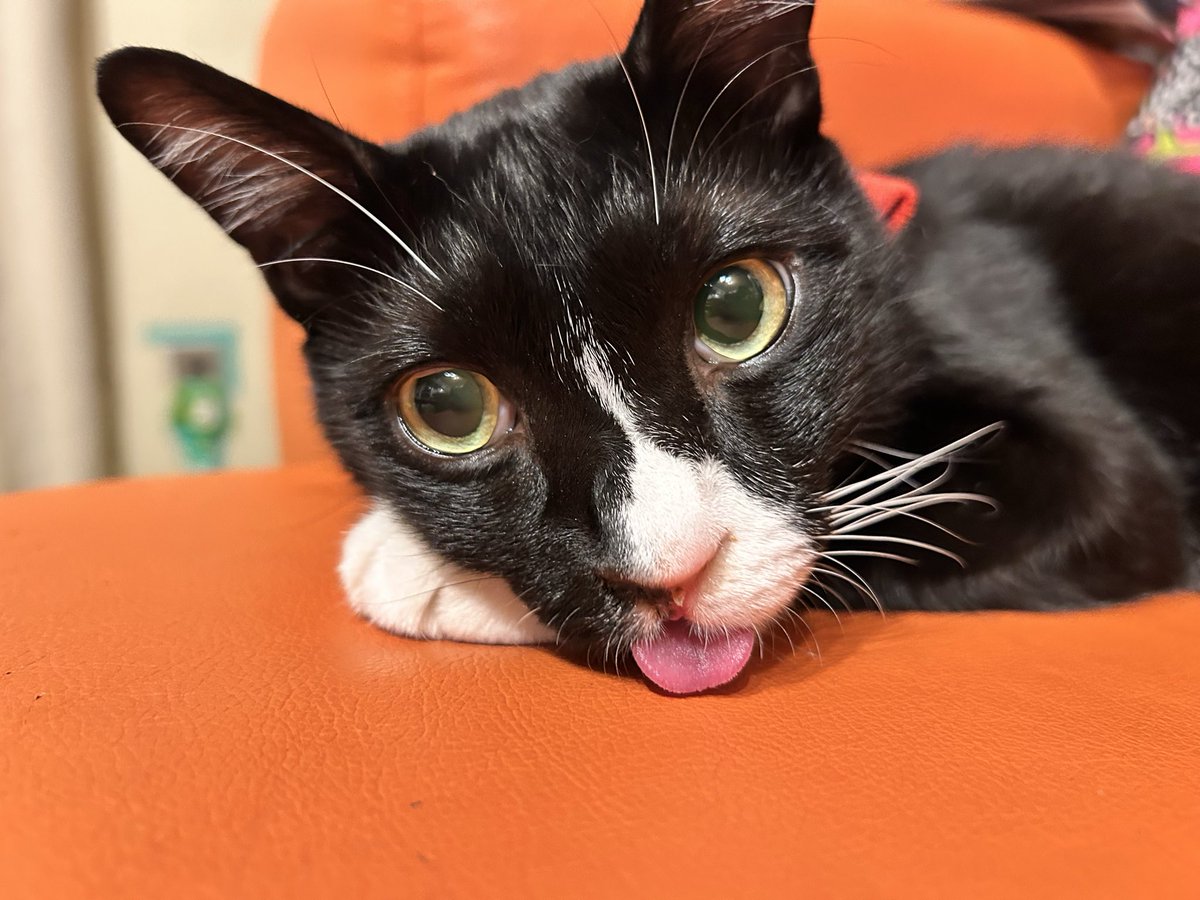 Feliz375's tweet photo. ベロ👅しまい忘れは、癒される
#はちわれ #猫のいる暮らし https://t.co/AfAlkUs0Hy