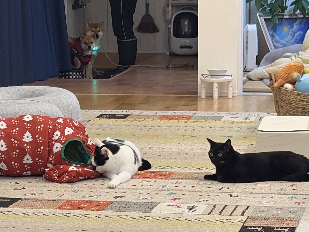 ちょこさん@よりめのはちくん。のママ (@chocosan_yorime) / Posts / X