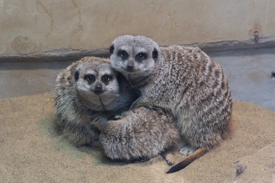 みーやきゃっと ミーアキャット