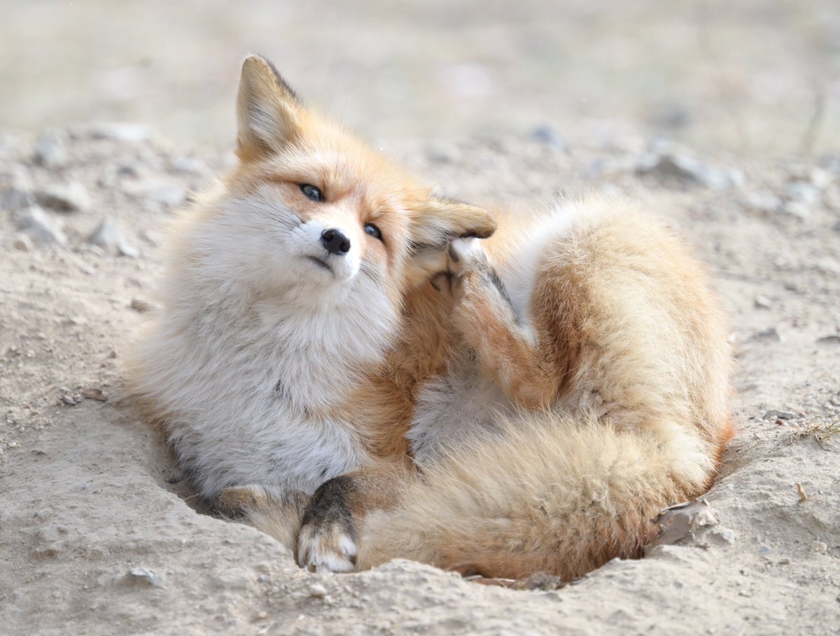 こぴー (@copy_photos) / Posts / X