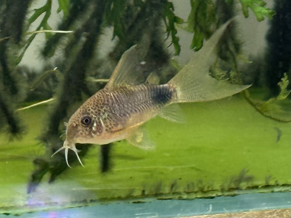 ロング1号はやっぱり女の子だったみたい😁