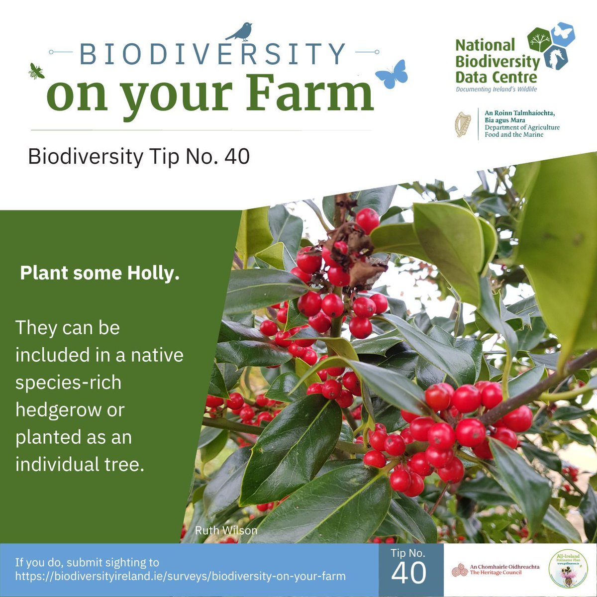 Biodiversity Ireland tweet media