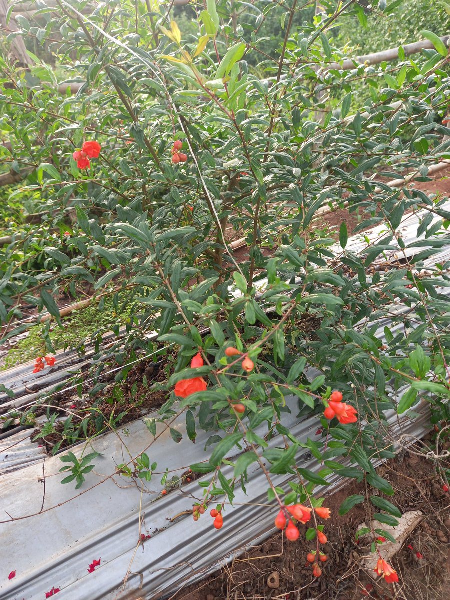 Plantain built the structure.Pepper built the cashflow.Papaya and pomegranate will build the future.This is not coincidence. It’s a system. A system designed to crush poverty by removing the 'reset risk' that keeps farmers poor. If income only comes once per season, gaps appear.
