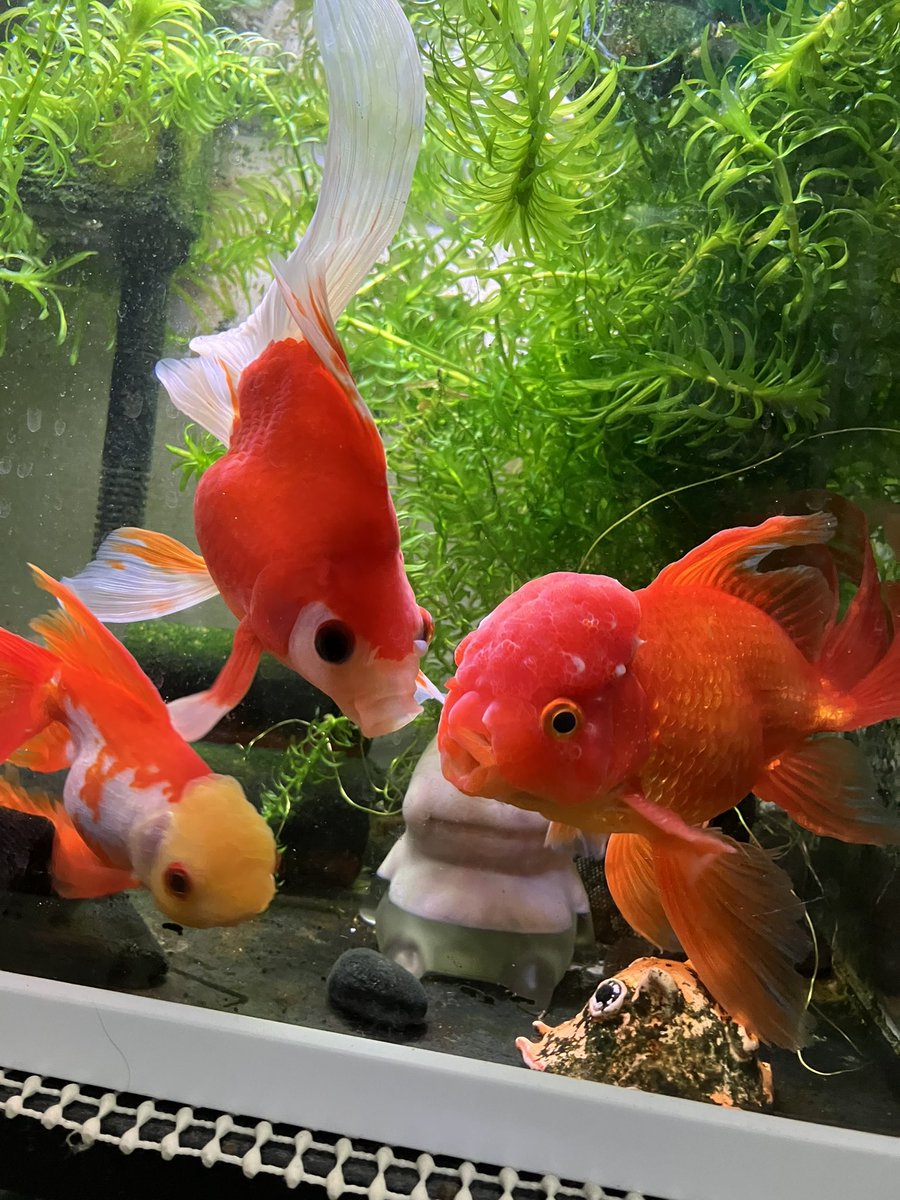 れもん。＠C107(1日目)南2j-41b (@travel_lemon) / Posts / X