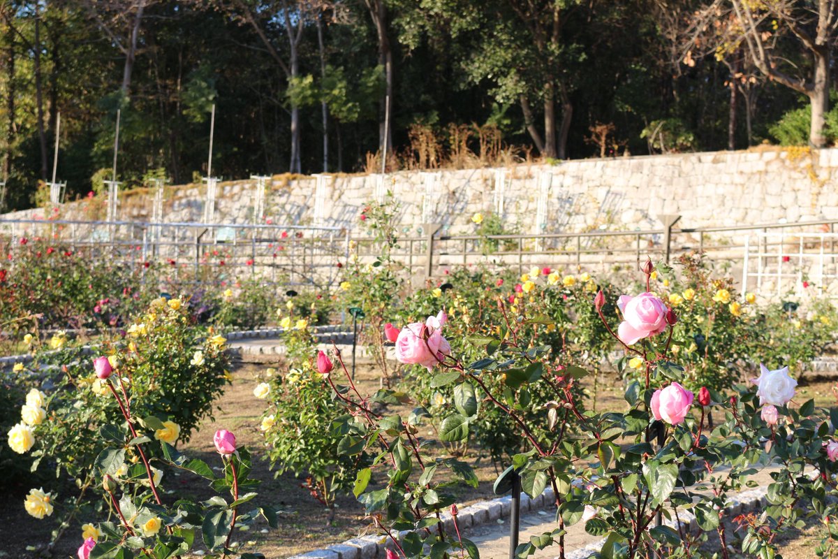 12/18開花情報🍂
2026年の干支花壇が完成しました🏇✨
#ハボタン📍中央噴水広場
#カンツバキ📍日本庭園 他
#ジュウガツザクラ📍花の谷
#バラ📍バラ園
 
詳細はこちら👇
tsurumi-ryokuchi.jp/flower/index.h…
#鶴見緑地 #紅葉 #開花情報