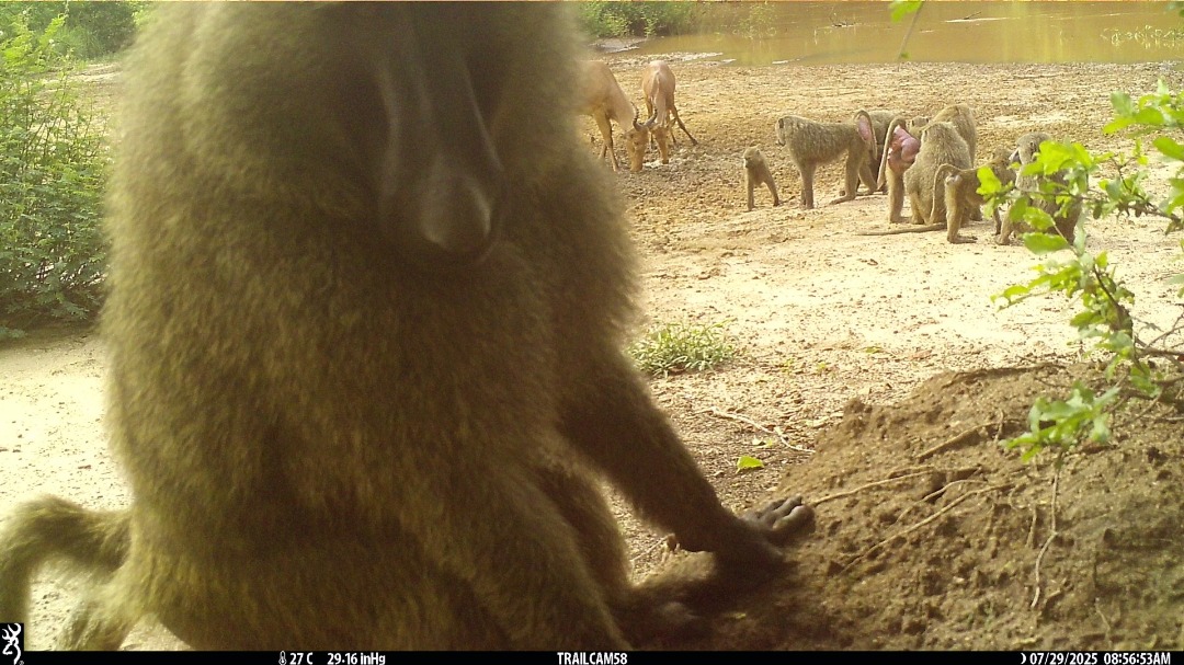 Camera Trap Picture of the Week 

Hold on, let me check who’s watching 😂 

Baboons can are confident opportunists, boldly entering parked cars and chalets in search of food. They can be a serious nuisance and are referred to as ‘area boys’ known for being rowdy and fierce. 😆🐒