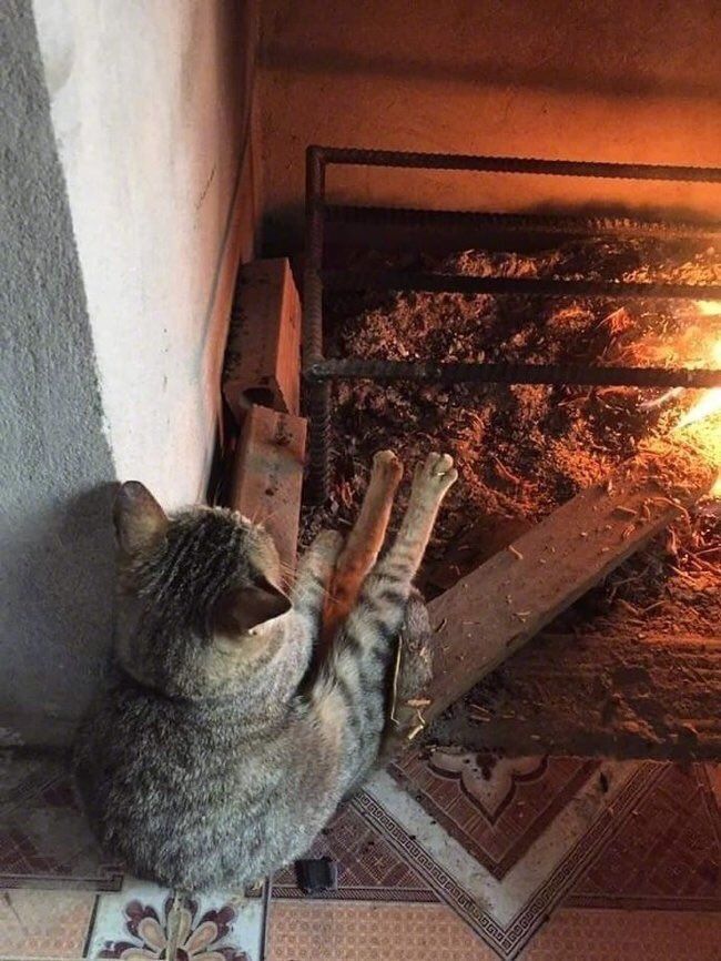ShouldHaveCat's tweet photo. baking the beans season is here 🐾 https://t.co/NpyNiSn44b