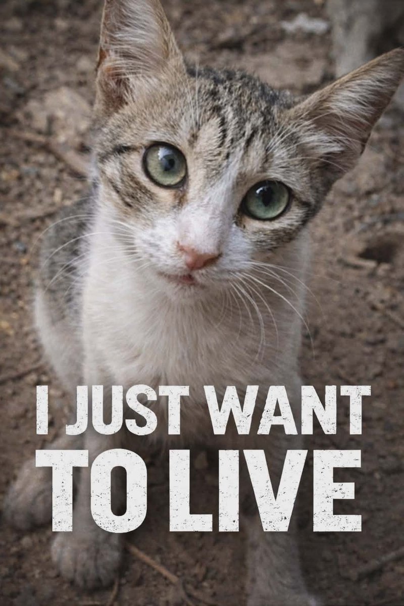 🚨Our furbabies are collapsing from hunger &amp; cold🚨
When we pick them up, their bodies feel frozen. Some stop moving for minutes because their small hearts are slowing down from the temperature. These poor furbabies were once playful, full of life now their eyes barely stay open.