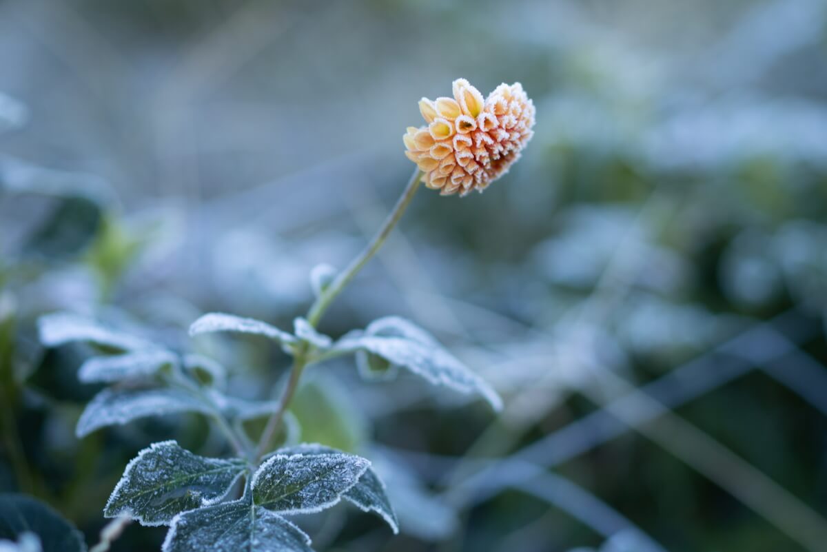 【求人NEW】
美しい花に心躍る
感性と、探究心と

shigoto100.com/2025/12/yarifl…