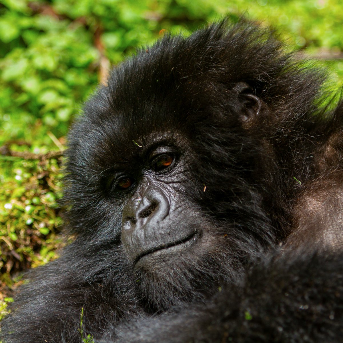 Dian Fossey Gorilla Fund tweet media