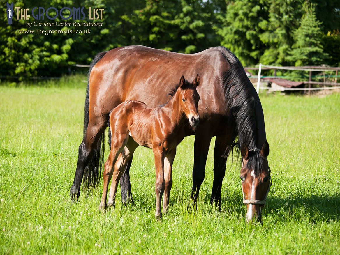 grooms_list's tweet image. JL140698 Republic of Ireland, County Limerick – Experienced Groom/Rider (optional) for TB Stud 

*€32,000 – €38,000 pa *5 day week *Single accommodation *Own horse welcome *Pets welcome 
thegroomslist.co.uk/equine-jobs/14… 

##jobsinlimerick #jobsintherepublicofireland #studwork