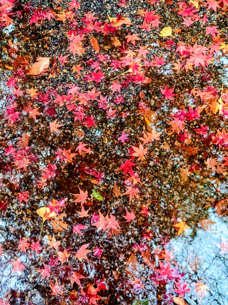 shiu_you's tweet photo. 紅葉
#写真好きな人と繋がりたい 
#ファインダー越しの私の世界ᅠ https://t.co/rJ7uFbinyk