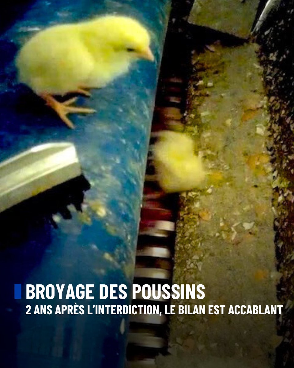 🐣 Broyage des poussins
Élimination des poussins mâles : deux ans après l’interdiction, le bilan est accablant

Près de 50 millions de poussins mâles étaient éliminés chaque année en France dans la filière œufs. Depuis le 1ᵉʳ janvier 2023, le décret n°2022-137 du 5 février 2022