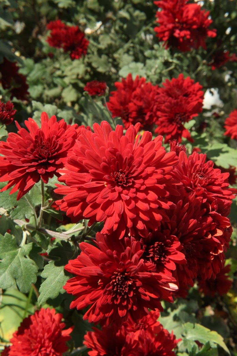 Kenji 🌸 delivering flowers every day 🌸 🐦 tweet media