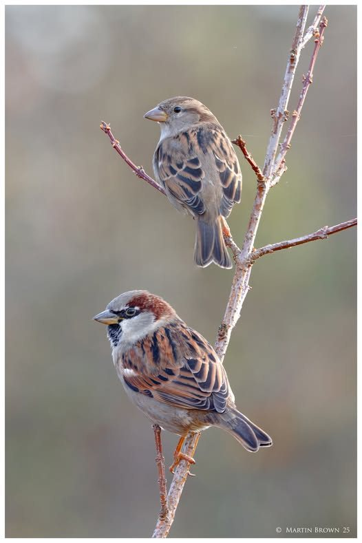 Male and female house sparrow! Such a wonderful and underrated little songbird! 🥰🐦 (Photo: courtesy of Martin Brown on FB)