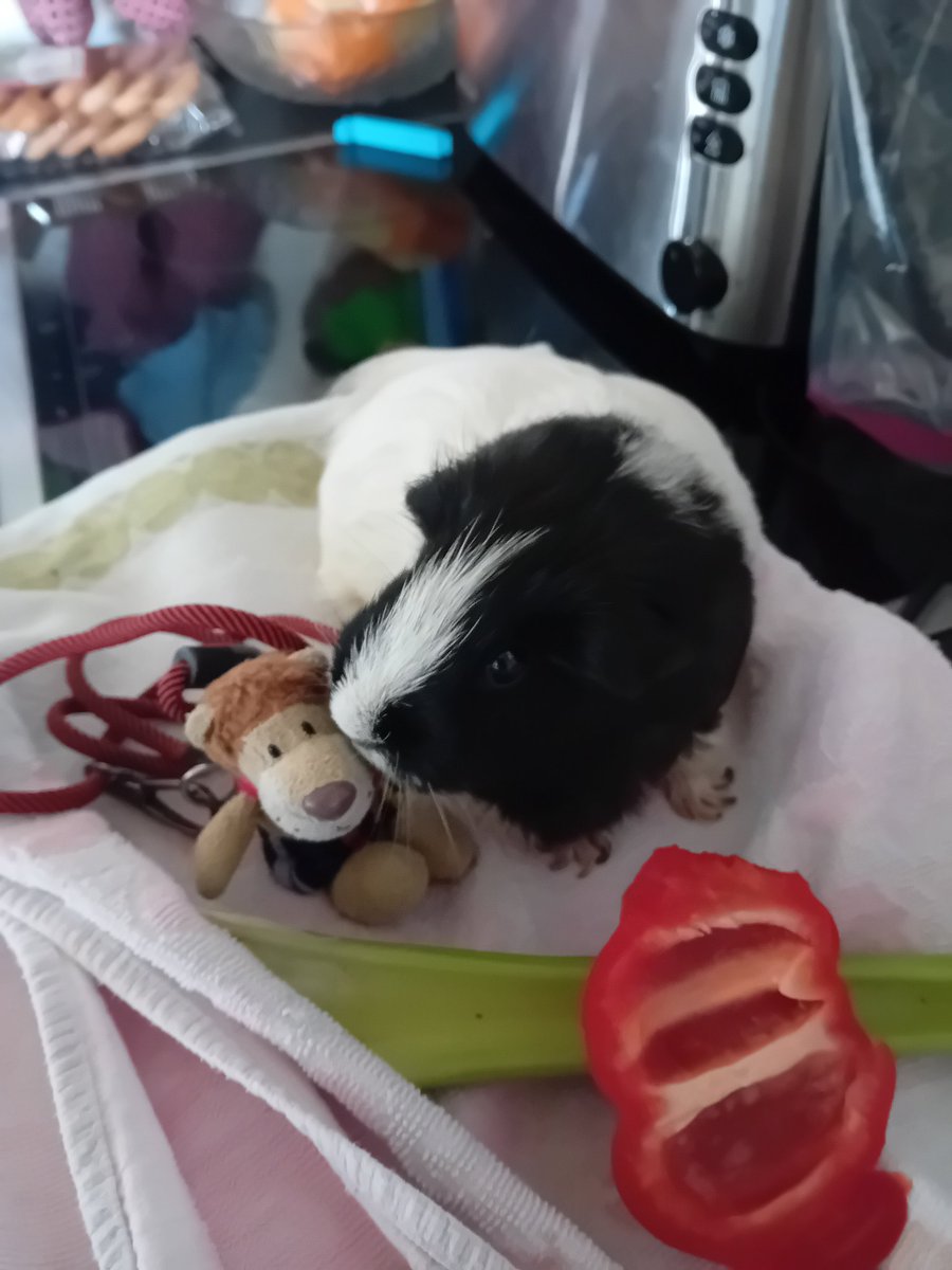 froeschi Sofatiere, Ritter der Schnuffelrunde(🏡) tweet media