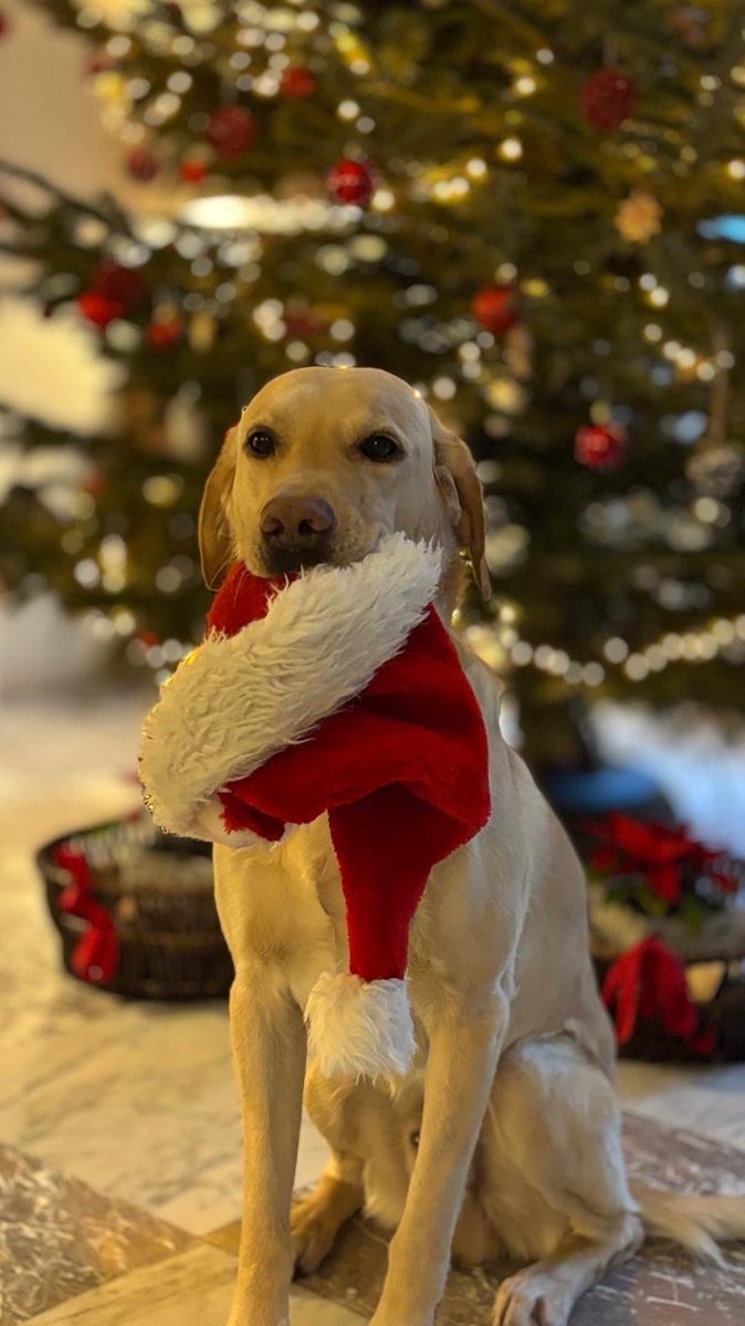 GermanyNATO's tweet image. Merry Christmas and Happy Holidays from our Ambassadog and all of us at @GermanyNATO 🎄🎅🏻
#WeAreNATO