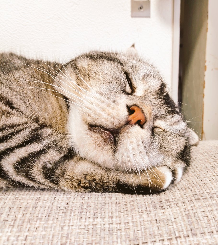 daikichimaruhan's tweet photo. #猫のいる暮し 
マルちゃん😊
お手々枕にして寝んね https://t.co/S6BgaQBNWM
