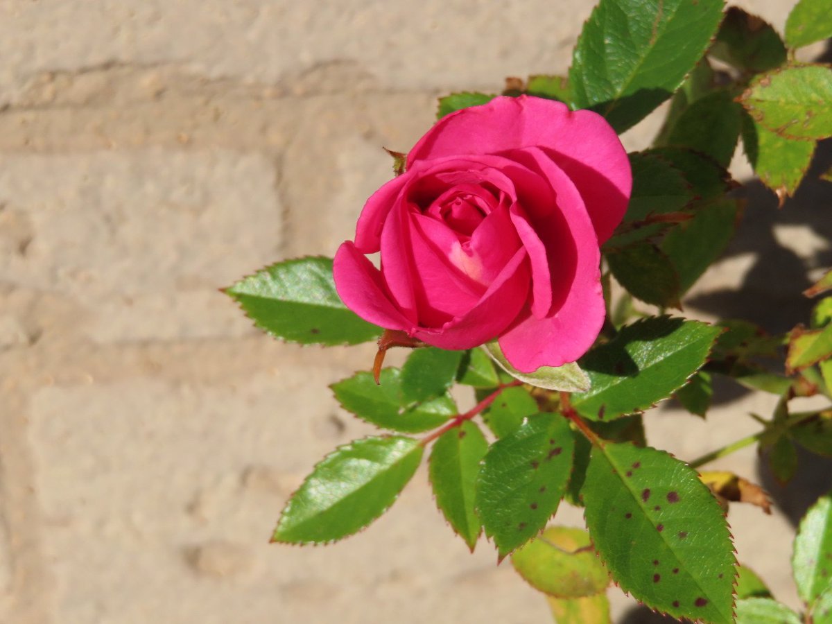#薔薇