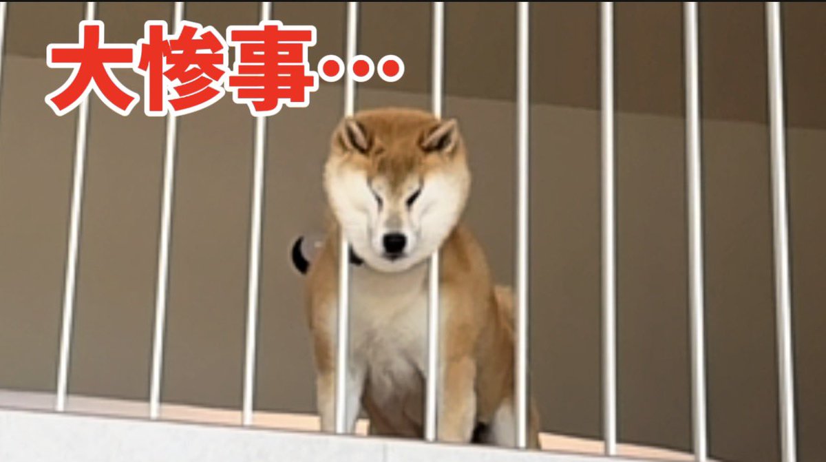 もちごめです。 もちごめ兄弟ちゃんねる - YouTube